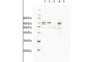 Western blot showing anti-HR23A antibody detects endogenous human HR23A.