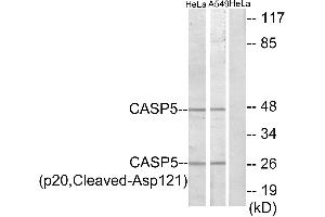 Western blot analysis of extracts from HeLa cells and A549 cells, treated with etoposide (25uM, 24hours), using CASP5 (p20, Cleaved-Asp121) antibody. (CASP5 antibody  (Cleaved-Asp121, Subunit p20))