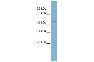 WDR8 antibody used at 1 ug/ml to detect target protein. (WDR8 antibody  (Middle Region))
