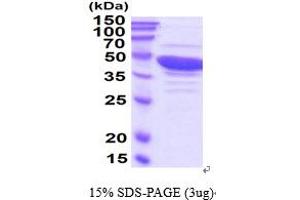 SDS-PAGE (SDS) image for Guanine Deaminase (GDA) (AA 1-454) (Active) protein (ABIN5854639) (GDA Protein (AA 1-454))