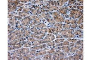 Immunohistochemical staining of paraffin-embedded Kidney tissue using anti-PRKAR2A mouse monoclonal antibody. (PRKAR2A antibody)