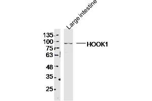 Mouse Large intestine lysates probed with HOOK1 Polyclonal Antibody, Unconjugated  at 1:300 dilution and 4˚C overnight incubation. (HOOK1 antibody  (AA 551-650))