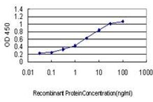 Detection limit for recombinant GST tagged KSR2 is approximately 0. (KSR2 antibody  (AA 411-500))