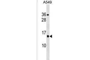 Y Antibody (Center) (ABIN1538444 and ABIN2838096) western blot analysis in A549 cell line lysates (35 μg/lane). (YQ013 (AA 48-75) antibody)