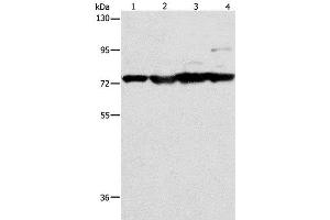 Western Blot analysis of Mouse stomach, heart and liver tissue, HT-29 cell using MMP15 Polyclonal Antibody at dilution of 1:200