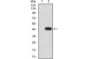 Western blot analysis using SYK mAb against HEK293 (1) and SYK (AA: 217-356)-hIgGFc transfected HEK293 (2) cell lysate.