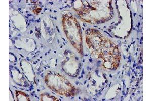 Immunohistochemical staining of paraffin-embedded Human Kidney tissue using anti-EIF4E mouse monoclonal antibody. (EIF4E antibody)