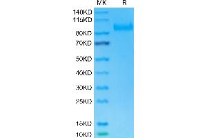 Human IL-23R on Tris-Bis PAGE under reduced condition. (IL23R Protein (AA 24-355) (mFc Tag))