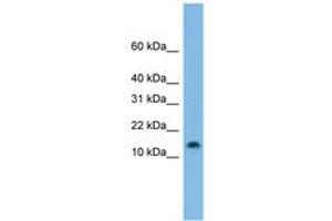 Image no. 1 for anti-Hairy and Enhancer of Split 5 (HES5) (C-Term) antibody (ABIN6744879)