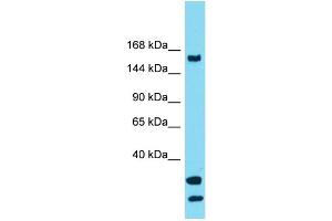 Western Blotting (WB) image for anti-Ubiquitin Specific Peptidase 54 (USP54) (C-Term) antibody (ABIN2501037) (USP54 antibody  (C-Term))