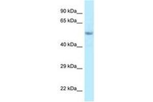Image no. 1 for anti-Family with Sequence Similarity 114, Member A2 (FAM114A2) (C-Term) antibody (ABIN6748046) (FAM114A2 antibody  (C-Term))