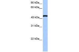 WB Suggested Anti-TEAD3 Antibody Titration:  0. (TEAD3 antibody  (N-Term))