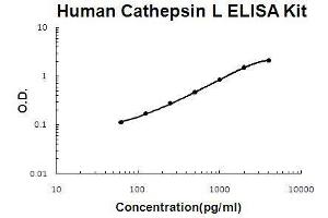 Human Cathepsin L PicoKine ELISA Kit standard curve (Cathepsin L ELISA Kit)