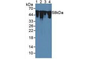 Figure. (Vimentin antibody  (AA 2-466))