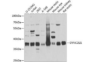 Western blot analysis of extracts of various cell lines, using DYNC2LI1 antibody  at 1:1000 dilution. (DYNC2LI1 antibody  (AA 1-352))
