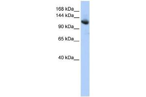 WB Suggested Anti-CAND1 Antibody Titration: 0. (CAND1 antibody  (Middle Region))
