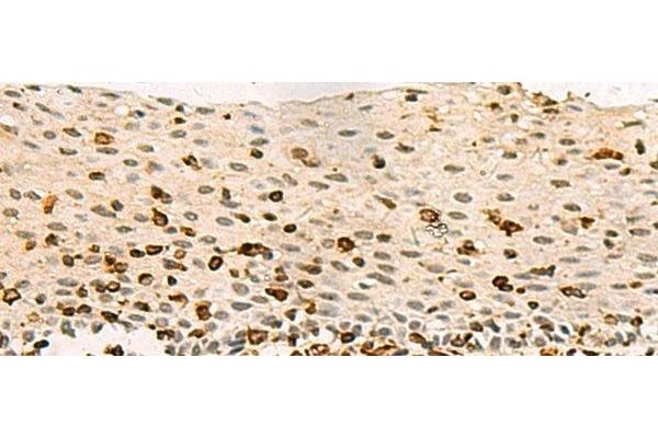 C3orf38 antibody