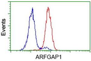 Image no. 6 for anti-ADP-Ribosylation Factor GTPase Activating Protein 1 (ARFGAP1) antibody (ABIN1496680) (ARFGAP1 antibody)