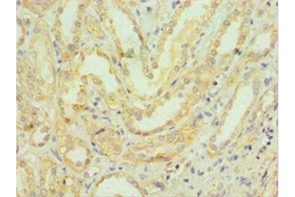 HMGN4 antibody  (AA 1-90)