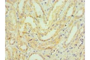 Immunohistochemistry of paraffin-embedded human kidney tissue using ABIN7155200 at dilution of 1:100 (HMGN4 antibody  (AA 1-90))