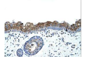 Image no. 1 for anti-Zinc Finger Protein 397 (ZNF397) (C-Term) antibody (ABIN202144) (ZNF397 antibody  (C-Term))