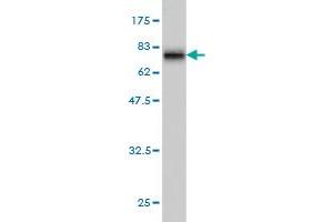 Western Blot detection against Immunogen (76. (MKNK1 antibody  (AA 1-465))