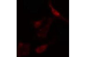 ABIN6275151 staining  RAW264. (GCFC2 antibody)