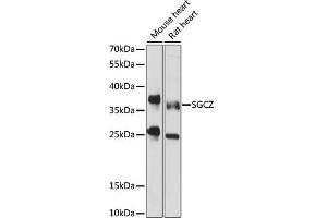 Western blot analysis of extracts of various cell lines, using SGCZ antibody (ABIN7270145) at 1000 dilution. (SGCZ antibody  (AA 83-312))
