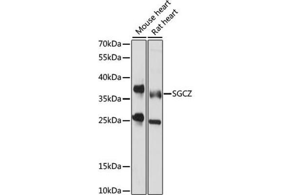 SGCZ Antikörper  (AA 83-312)