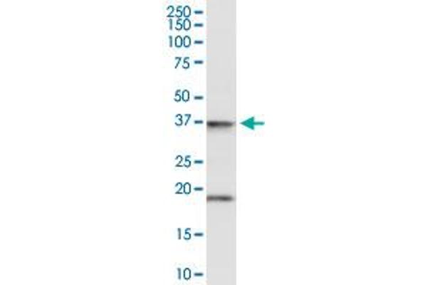 FAIM3 antibody  (AA 1-390)