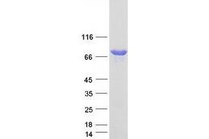 Validation with Western Blot (NVL Protein (Transcript Variant 2) (Myc-DYKDDDDK Tag))