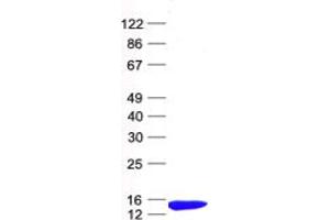 Validation with Western Blot (MAP1LC3A Protein (His tag))