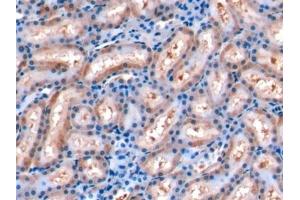 Detection of FGF15 in Rat Kidney Tissue using Monoclonal Antibody to Fibroblast Growth Factor 15 (FGF15) (FGF15 antibody  (AA 25-218))