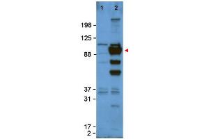 Image no. 1 for anti-Glypican 1 (GPC1) (Internal Region) antibody (ABIN401058) (GPC1 antibody  (Internal Region))