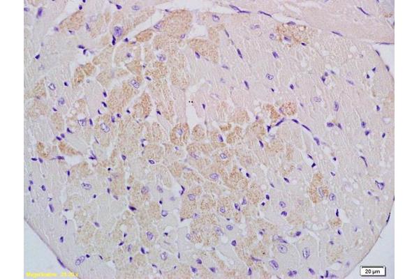 Cytochrome P450, Family 2, Subfamily J, Polypeptide 3 (CYP2J3) (AA 401-502) antibody
