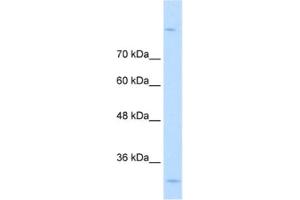 Western Blotting (WB) image for anti-metallophosphoesterase Domain Containing 2 (MPPED2) antibody (ABIN2462508)