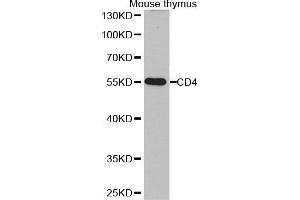 Western Blotting (WB) image for anti-CD4 (CD4) (AA 300-400) antibody (ABIN6218611) (CD4 antibody  (AA 300-400))