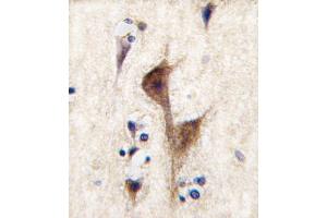 Formalin-fixed and paraffin-embedded human brain tissue reacted with HRH3 antibody (C-term), which was peroxidase-conjugated to the secondary antibody, followed by DAB staining. (HRH3 antibody  (C-Term))