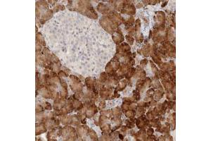 Immunohistochemical staining (Formalin-fixed paraffin-embedded sections) of human pancreas with UBXN11 polyclonal antibody  shows strong cytoplasmic positivity in exocrine cells.