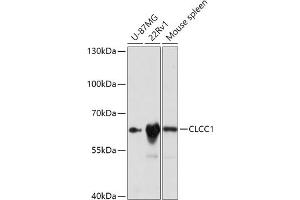 Western blot analysis of extracts of various cell lines, using CLCC1 antibody (ABIN7266333) at 1:1000 dilution.