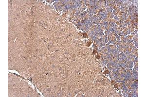 IHC-P Image DNAJB11 antibody detects DNAJB11 protein at cytosol on rat hind brain by immunohistochemical analysis. (DNAJB11 antibody  (Center))