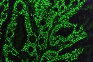 IF analysis of KAP1/TRIM28 using anti-KAP1/TRIM28 antibody (ABIN7602310).