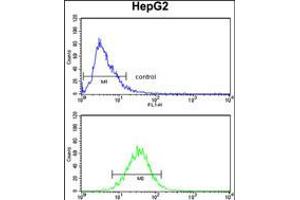 Flow cytometry analysis of HepG2 cells (bottom histogram) compared to a negative control cell (top histogram). (Aminomethyltransferase antibody  (N-Term))