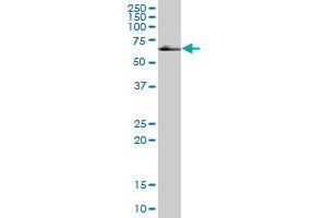 KIAA1443 MaxPab polyclonal antibody. (HOMEZ antibody  (AA 1-526))