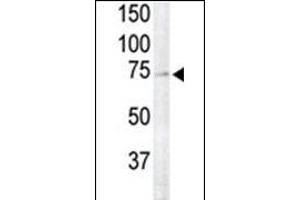 RSK4 Antibody (N-term) (ABIN1882127 and ABIN2842047) is used to detect RSK4 in primate brain tissue lysate (lane 2). (RPS6KA6 antibody  (N-Term))
