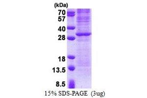 SDS-PAGE (SDS) image for Granzyme K (Granzyme 3, Tryptase II) (GZMK) (AA 27-264) protein (His tag) (ABIN5778617)