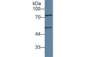 Western Blot; Sample: Mouse Liver lysate; Primary Ab: 1µg/ml Rabbit Anti-Human ANGPT1 Antibody Second Ab: 0.