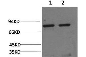 Western Blot analysis of 1) Hela, 2) Rat liver using HSPA5 Monoclonal Antibody at dilution of 1:2000. (GRP78 antibody)