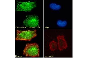 (ABIN571161) Immunofluorescence analysis of paraformaldehyde fixed Neuro-2a cells, permeabilized with 0. (POU3F3 antibody  (Internal Region))