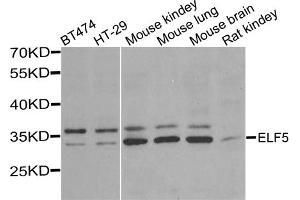 Western blot analysis of extracts of various cell lines, using ELF5 antibody (ABIN5974316) at 1/1000 dilution. (ELF5 antibody)